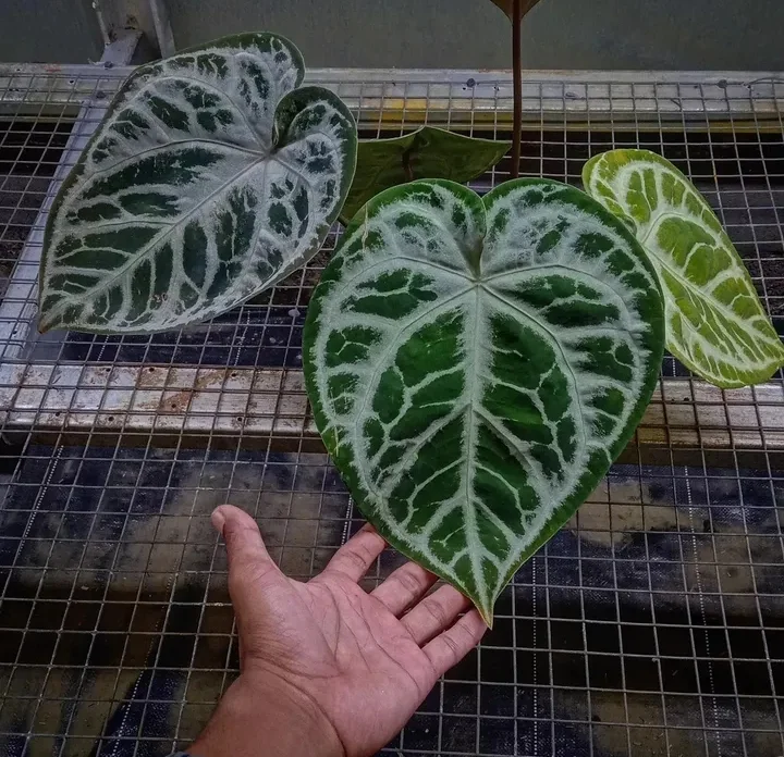 Anthurium skg silver